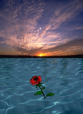 rose floating upon a sunset river
